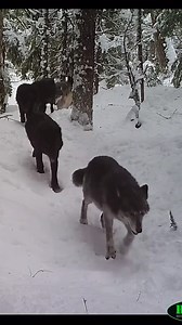 6.2K views · 183 reactions | And they just keep on coming. Here are 14 of the 15 wolves in this pack. This is one of my favorite wolf videos from our camera trap array. #wolf #wolfpack #wolfdog #wolfman #wolfcreek #virals #reelsfb #reelsviralシ #dog #animalsofinstagram | Wolf Lover | Facebook