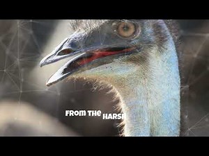 10 Birds That Can't Fly and Why!