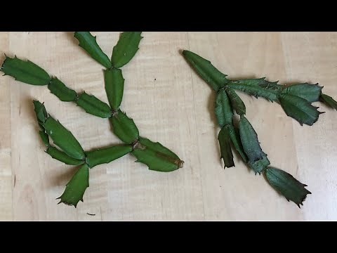 Christmas Cactus Branch Drop