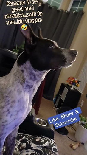 Samson learning to be attentive... #cattledog #puppy #funnydogs #funny #funnypets #dogsworld #doggie
