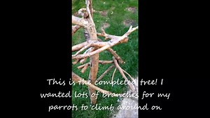 DIY: How to make a natural wood Parrot Perch / Climbing Tree / Stand