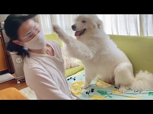 強烈な「犬パンチ」でかまってアピールをするグレートピレニーズドレミ