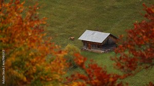 Cows in autumn mountain landscape. 4K video with milk cows while eating grass on the hills. Beautiful village agriculture farming landscape.