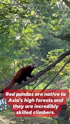 18K views · 675 reactions | Happy International Red Panda Day!  Celebrate with Ginger and Ravi, the two adorable red pandas who call the Detroit Zoo home. You can find them climbing, foraging and napping in the lush Holtzman Wildlife Foundation Red Panda Forest.  These charismatic climbers are a guest favorite — and it’s easy to see why! ❤️  Watch the video to learn more about red pandas and how you can help protect them. | Detroit Zoo | Facebook