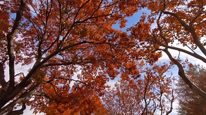Fall Foliage Peak - Falling Autumn Leaves from Trees on Ground - Leaf Changing Vibrant Colors