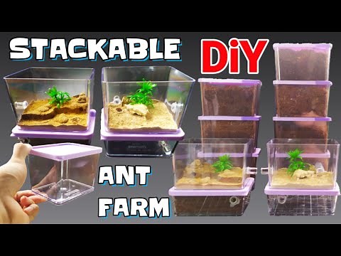 DIY STACKABLE Ant Formicarium | D colony