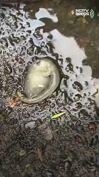 Terrifying 'Alien-Like' Creature Spotted On Sydney Streets