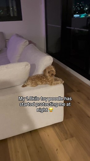 Toy Poodle Protecting Owner at Night - Funny Barking Behavior