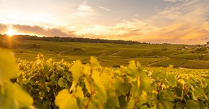 Les vins de Champagne : berceau de l’effervescence