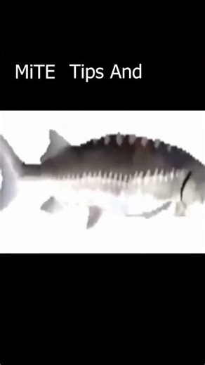 MiTE Tips #minecraft #tips #fyp #tutorial #survivalgame #survival