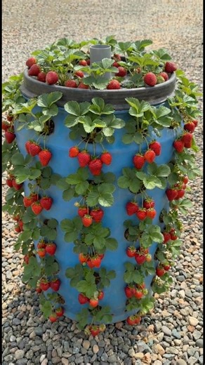 How to Grow Strawberries at Home Using a Vertical Barrel