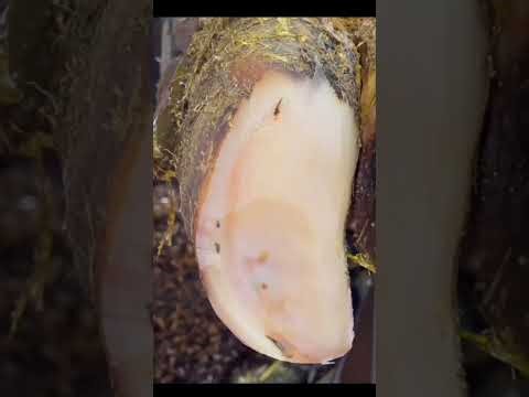 Treatment for cow hoof abscesses