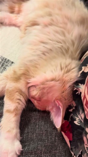 B E A U T Y 🌸💜💜💜💜💜🌹🌹🌹🐾🐾🐾🦄🦄🦄🦄🦄🧬🧬🧬💕💕💕🎆🎆🎆🎆🎆🎆🔥🔥🔥