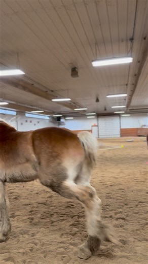 🐴 5 facts about our trial horse, Torq! You may have seen that something BIG was coming and here he is! Make sure to go check out Meyer Farms to see what they do and thank them for allowing us to have Torq in on trial! 👇 Comment below a BIG “Welcome Torq” below! #smilestherapeuticriding #darienwi #adaptiveriding #thankyou #Wisconsin #nonprofit #pathintl #horses | S.M.I.L.E.S. Special Methods in Learning Equine Skills