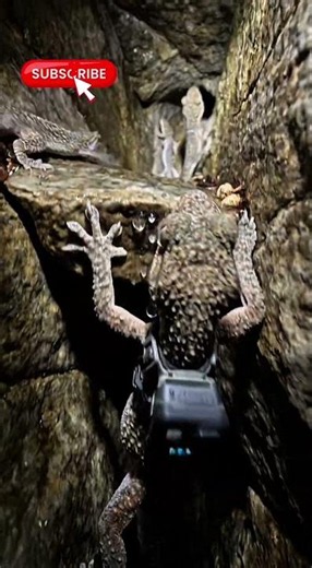 Have You Ever Seen a Gecko’s Secret Tunnel Network? #Gecko #NatureDocumentary