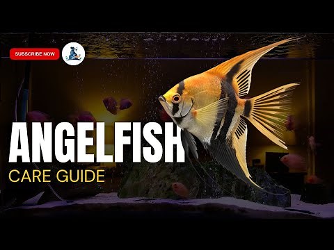 Complete Angelfish Care Guide: Secrets to Perfectly Thriving & Beautiful Fish! #angelfish #fish #pet