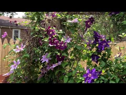 How to grow and care for clematis