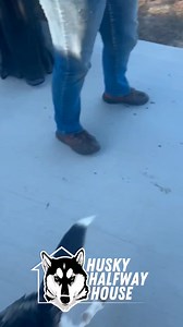 4.7K views · 396 reactions | Welcome to today's Halfway Husky...