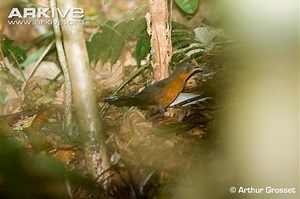 Stresemann's bristlefront - Alchetron, the free social encyclopedia