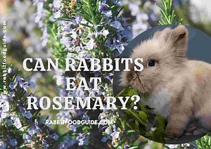 Can Rabbits Eat Rosemary? Benefits, Safety, Issues & Extra Preparation Guide