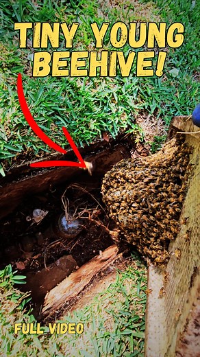 17K views · 270 reactions | *Full Removal Video* Here is a quick...