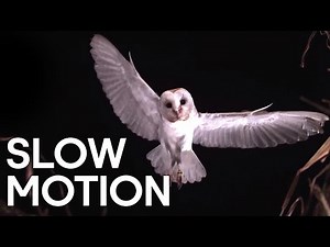 Birds in Slow Motion | BBC Earth Explore