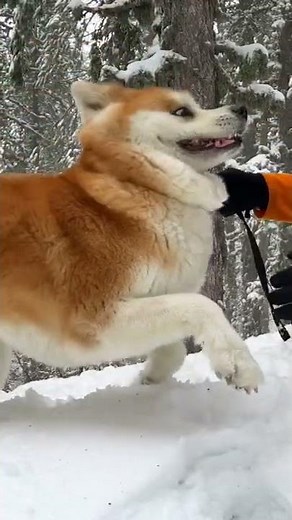 My Akita Inu Dog's Excitement in the Snow: A Winter Wonderland