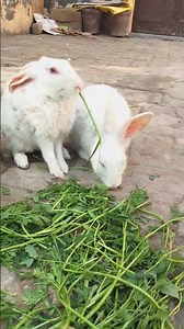 cute rabbits eating food 🐇🥬