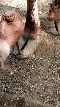 Cow Hoof Care: Trimming for a Healthy Herd