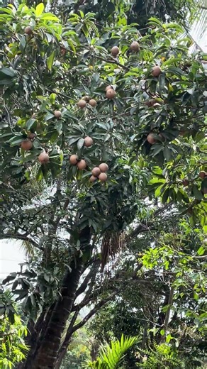 Chikoo tree heavily fruiting /go green/plant more trees/save our environment