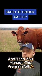 Virtual fencing, satellite guided cattle