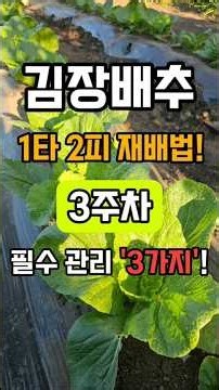 배추 좁게 심어 두번 수확해 먹는 방법 3주차 배추 필수관리 3가지 #shorts #배추농사