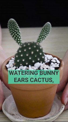 Proper Bunny Ear Cactus Watering Guide