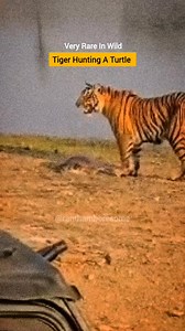 17K views · 81 reactions | Tiger Hunting A Turtle | Ranthambore National Park | Facebook