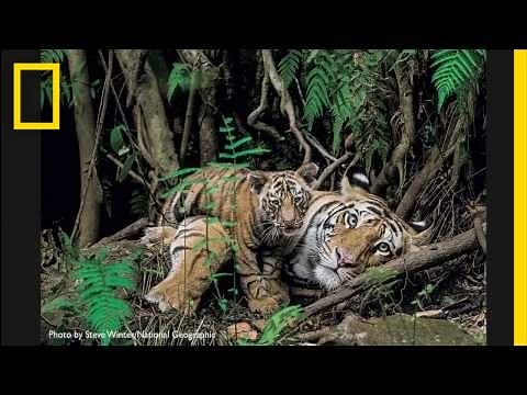 Photographing a Mother Tiger and Her Cub | National Geographic