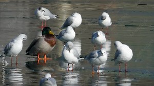 Mallard duck standing in shallow water surrounded by seagulls, 4K detail