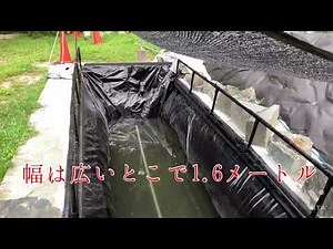 念願の池完成❗️ろ過槽も完成❗️#錦鯉#プールライナー池 #シート池#1080p#フレームプール #ローリータンク改造#ろ過槽#diy#nishikikoi