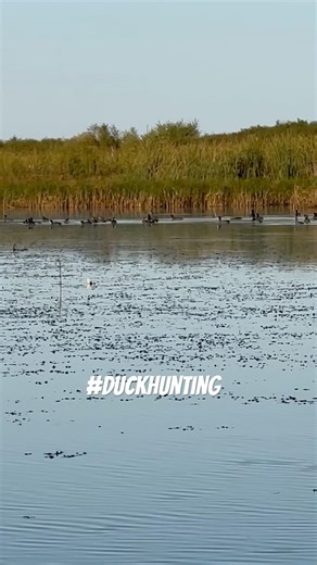 Coot Shoot Boogie #outdooradventure #coots #duckhunting #hunting #mallardduckhunting #reels
