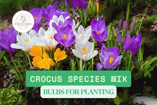 Crocus Species Mix Bulbs – 10 Perennial Crocus Bulbs Purple White Yellow, Early Spring Flowers for Garden Beds & Lawn Naturalizing - Etsy