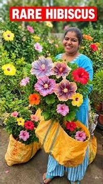 New Hibiscus Australian Variety / Verities of Hibiscus plants/ Hibiscus Tropical flowers #shorts