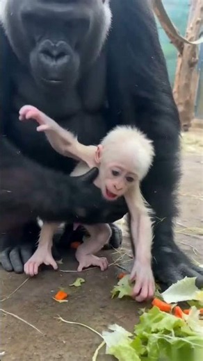 White Baby Gorilla Cries Until Mom Saves Him | Feeding Time Rescue #babygorilla #animallovers