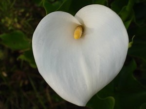 カラーってどんな花？その種類・品種や特徴・花言葉をご紹介！