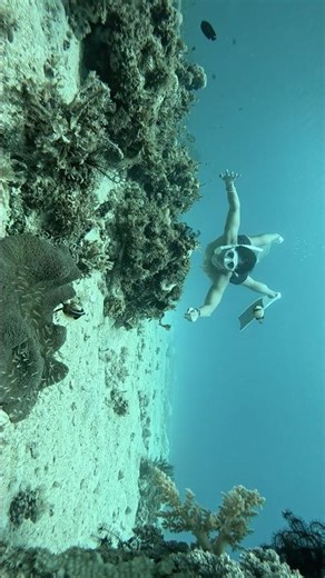 Free diving in Caticugan Marine Sanctuary in Siquijor #freediving #divephilippines #siquijor
