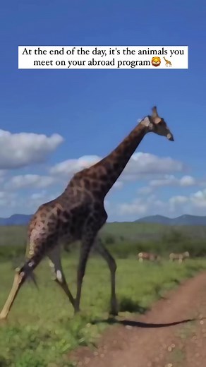 If you want to work with wildlife 🦒then check out our dedicated page, to find the perfect wildlife conservation program ➡️ https://ow.ly/7wmi50QOo2p 🐘#wildlifephotographer #traveladdict #ConservationEfforts | GoAbroad.com