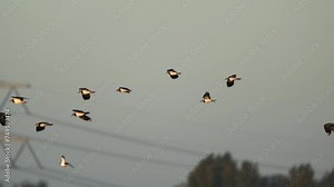 A flock of northern lapwing (Vanellus vanellus), also known as the peewit or pewit, tuit or tewit, green plover, or (in Ireland and Great Britain) pyewipe flying around whle passing electricity pylons