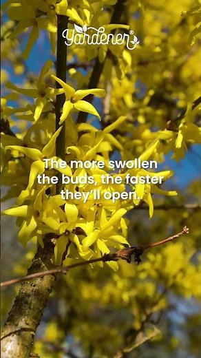 How to Force Forsythia Branches Indoors for Early Spring Blooms