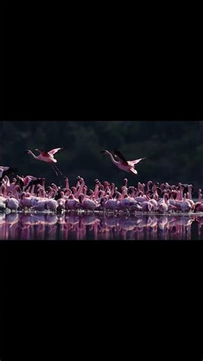 The Lesser Flamingo Nature’s Pink Masterpiece 🦩The Lesser Flamingo