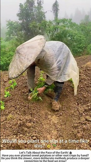 Planting Sweet Potato Slips the Traditional Way – One Seedling at a Time 🍠🧑‍🌾