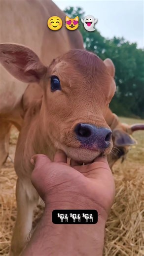 Good morning   @ [4283463475200974:49210:@highlight] #highlight #reel #reels #trending #everyone | Raju Shahi | Facebook