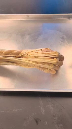 25K views · 678 reactions | The Inside of a Real Hand#humen #body #fitness #fit #abs #healthy #gymlife #life #Doctor #reels #shorts | Human Anatomy | Facebook